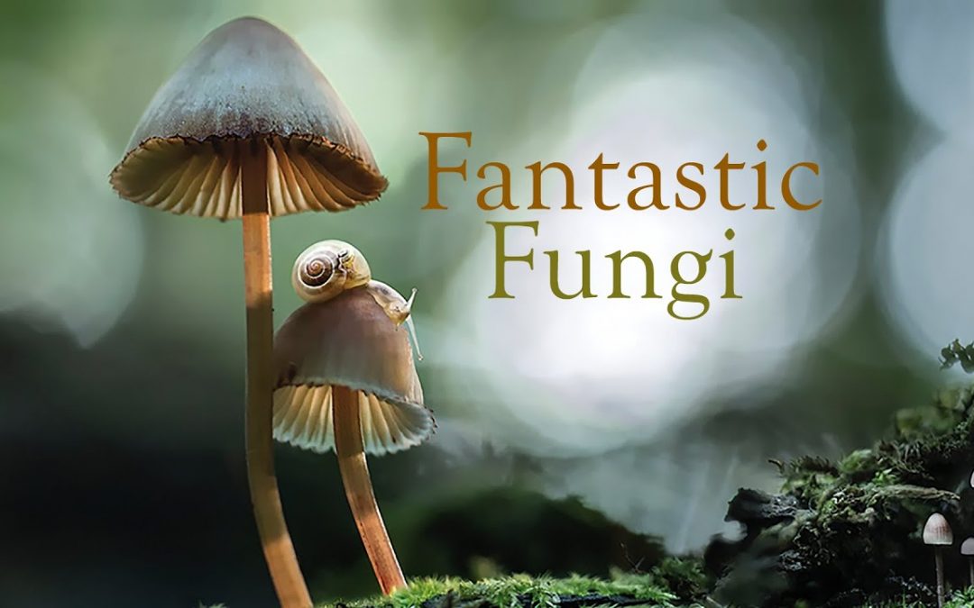 Film @ Franconia: Fantastic Fungi and Fly Amanita (Rescheduled)